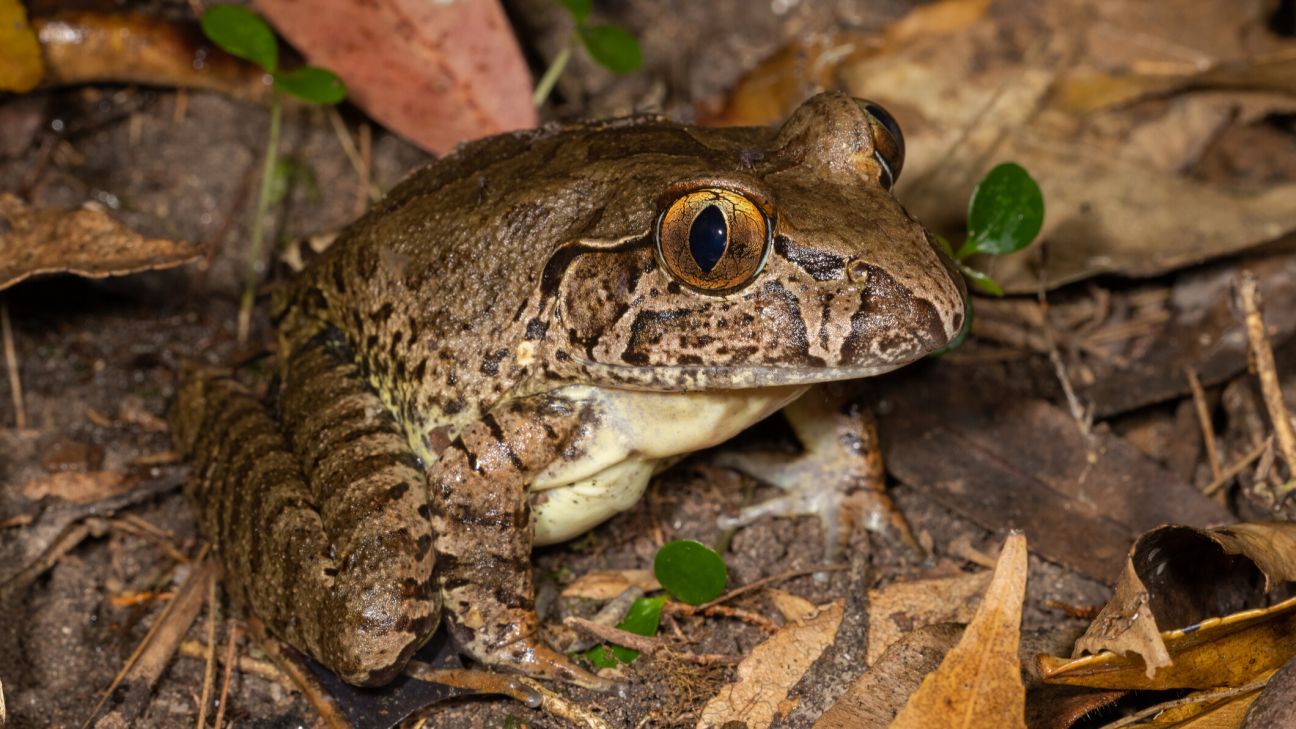 Giant Barred Frog
